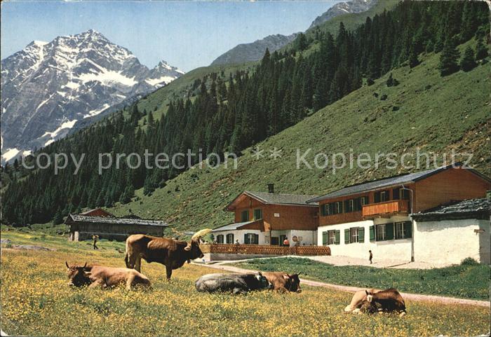 Neustift Stubaital Tirol Pinnisalm Viehweide Kuehe gegen Habicht Stubaier Alpen