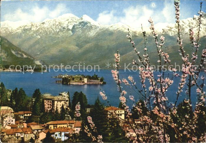 Stresa Lago Maggiore Baumbluete Insel Alpenpanorama