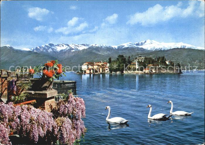 Isola Bella Lago Maggiore Ansicht vom Ufer aus Schwaene Alpen