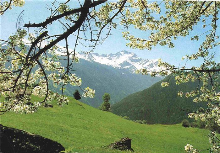 Pettnau Arlberg The Riffler framed in cherry blossom Sommerpanorama Baumbluete