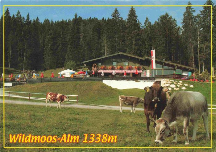 Wildmoos Seefeld Tirol AT Almwirtschaft Almvieh