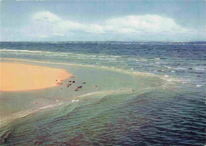 Insel Foehr Seehundsbank