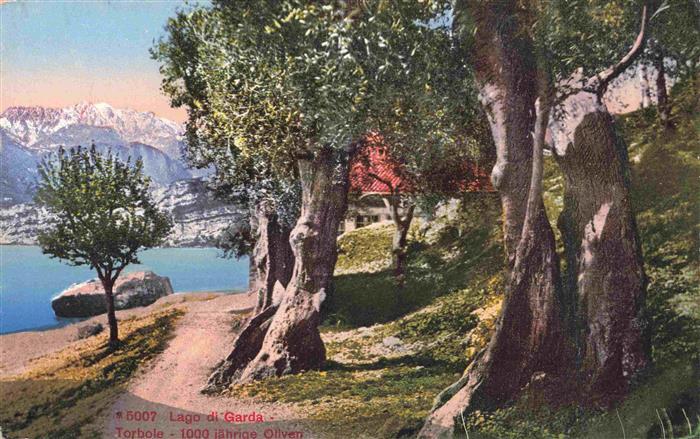 Torbole Lago di Garda IT 1000jaehrige Oliven