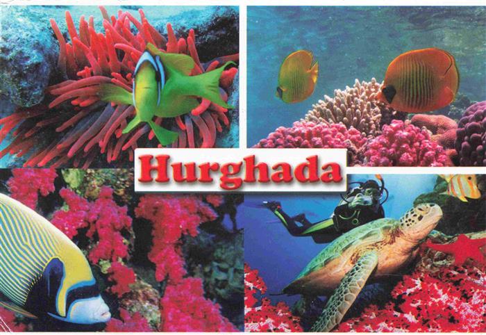 Hurghada Egypt Zauber der Unterwasserwelt