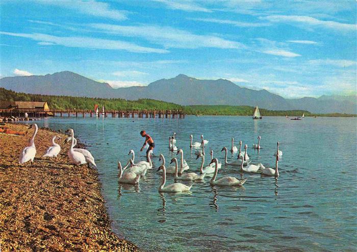 Chiemsee Bayern mit Hochfelln und Hochgern Schwaene am Strand