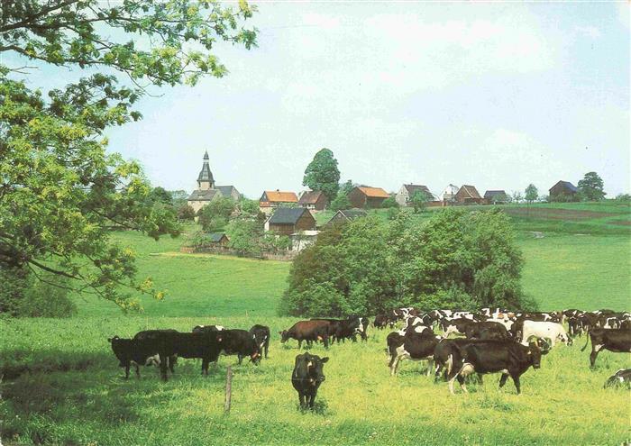 Waldkirchen Vogtland Panorama Kuhherde