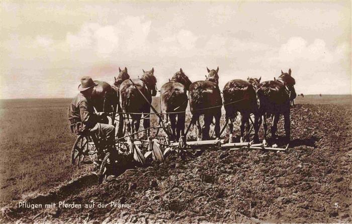 Landwirtschaft pfluegen Pferden praerie