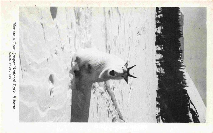 Ziege Goat Chevre-- Wald Schnee