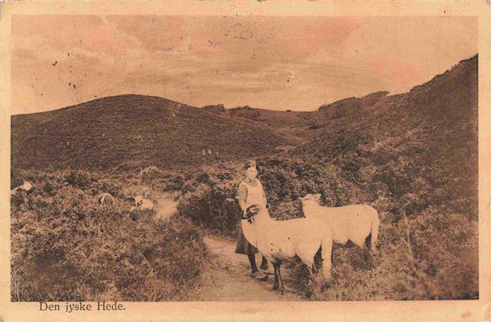 Schaeferei Sheperding Bergerie-- Den jyske Hede Daenemark