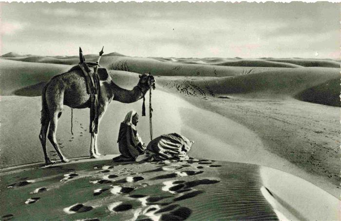 Kamele  Camel Chameau-- Sahara Egypt