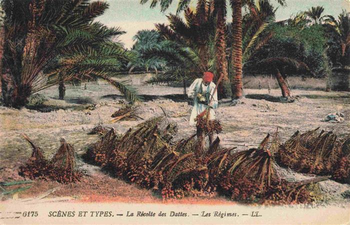 Dattes Datteln Datiles Datteri-- Dattelbaum