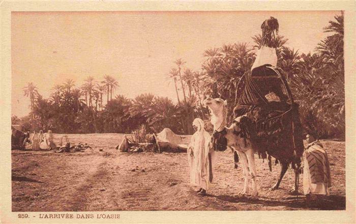 Kamele  Camel Chameau-- Tunisien L'arrivee dans L'oasie
