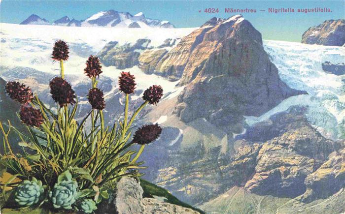 Blumen Flowers Fleurs Maennertreu Nigritella augustifolia