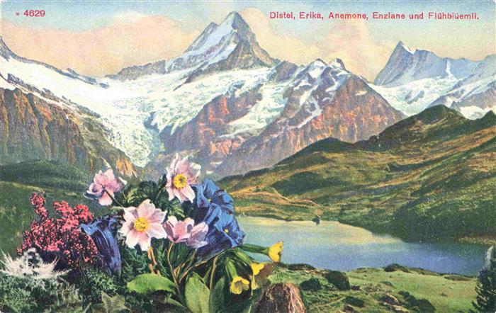 Blumen Flowers Fleurs Distel Erika Anemone Enziane Fluehblueemli