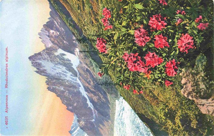 Blumen Flowers Fleurs Alpenrose Rhododendron alpinum