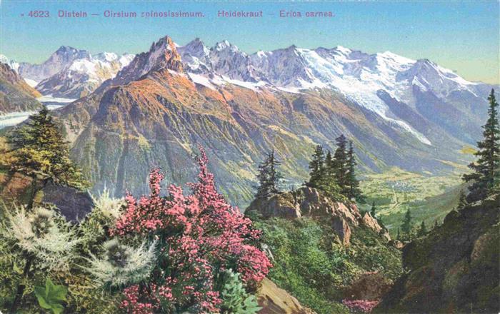 Blumen Flowers Fleurs Distein Cirsium spinosissimum Heidekraut Eriora oanea Berg