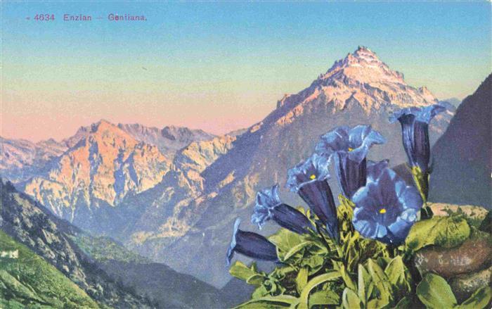 Blumen Flowers Fleurs Enzian Gentiana Berge