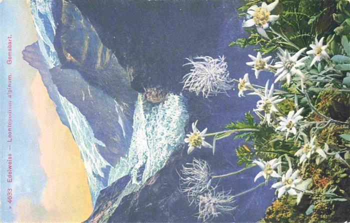 Blumen Flowers Fleurs Edelweiss Leontopodium alpinum Gemsbart