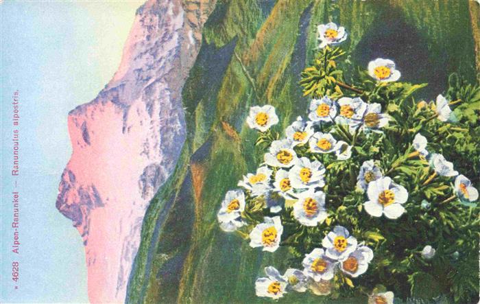 Blumen Flowers Fleurs Alpen  Ranunkel Ranunoulus alpestris