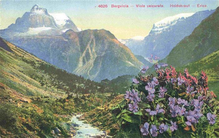 Blumen Flowers Fleurs Bergviola calcarata Heidekraut Erica