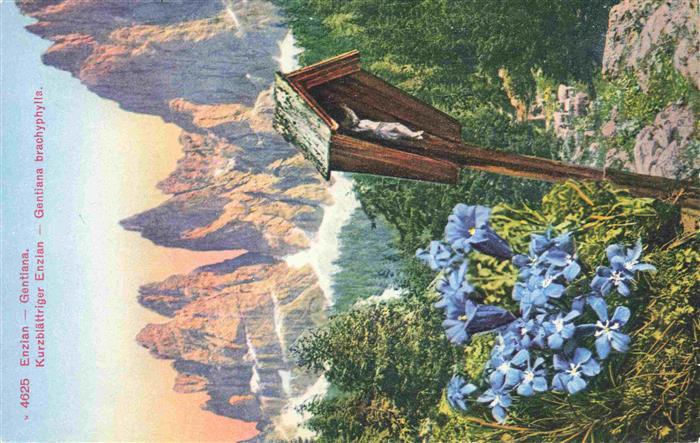 Blumen Flowers Fleurs Kurzblaettriger Enzian Gentiana brachyphylla