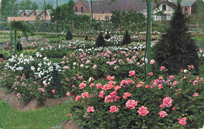 Blumen Flowers Fleurs Luzern