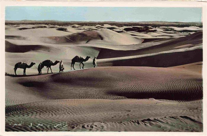 Kamele  Camel Chameau-- Tripoli Sahara reise