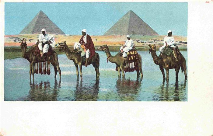 Kamele  Camel Chameau-- Egypt Pyramiden