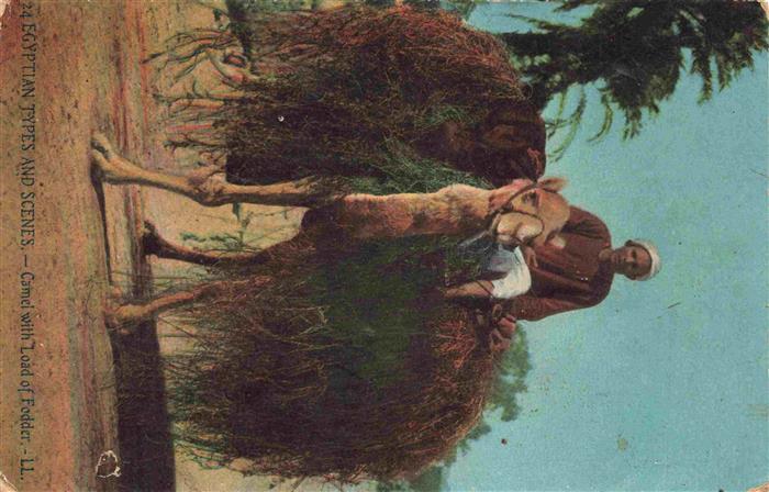 Kamele  Camel Chameau-- Egypt Chameau charge de Fourages