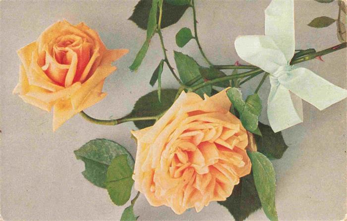 Rosen Roses Rosas-- Tee Belle Lyonnaise