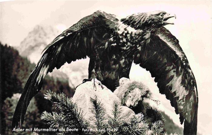 Adler Eagle Aigle Aguila-- Murmeltier Beute Foto Risch Lau Bregenz oesterreich