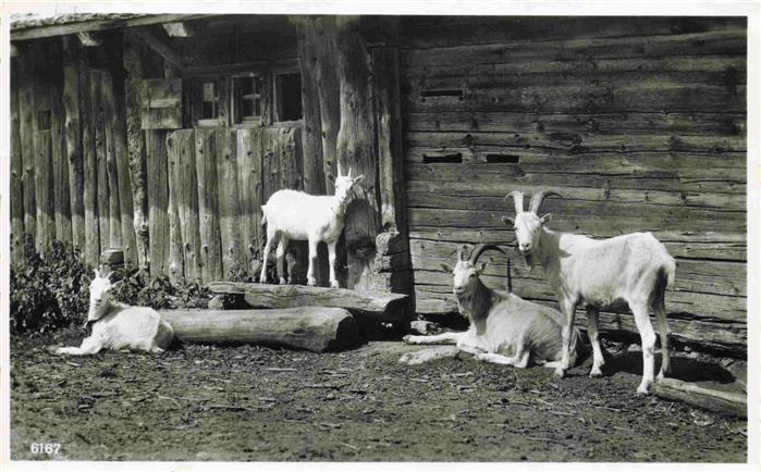 Ziege Goat Chevre-- Lausanne Schweiz