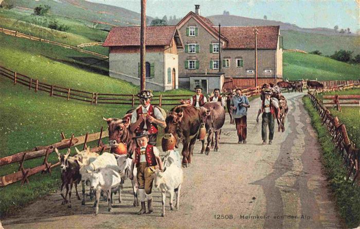 Ziege Goat Chevre-- Kuehe Heimkehr Heerbrugg St Gallen