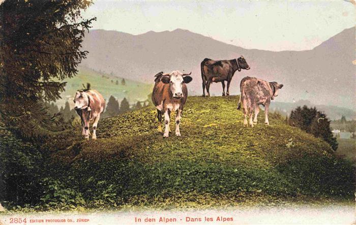 Kuehe In den Alpen Zuerich Schweiz