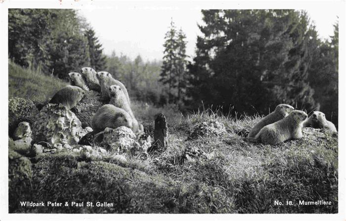 Murmeltier Wildpark Peter-Paul  St.Gallen