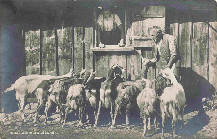 Ziege Goat Chevre-- Beim Salzlecken Nesslau