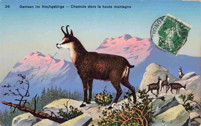 Gemsen Chamois Gamuza Camosicio-- im Hochgebirge dan la haute montagne