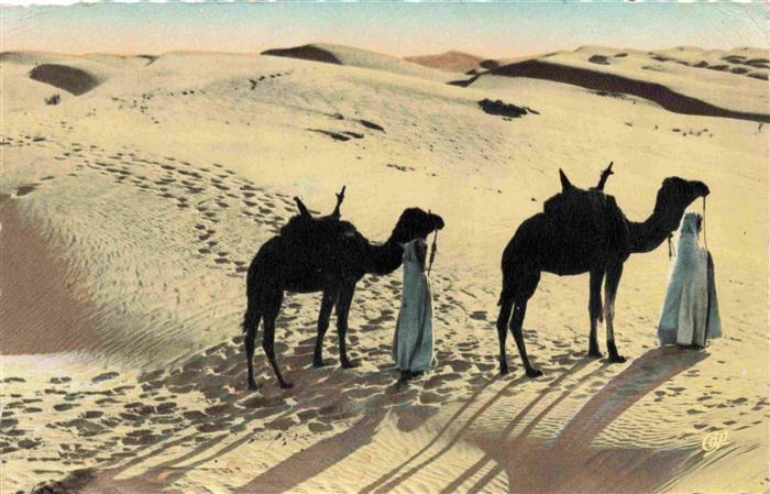 Kamele  Camel Chameau-- Wueste Marrakech Maroc