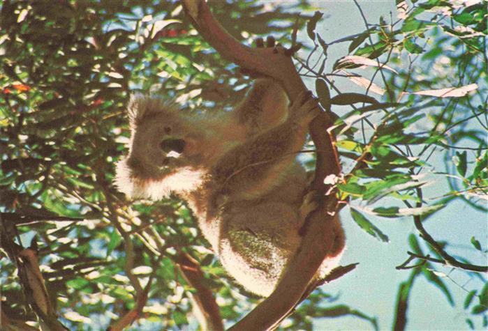Koalabaer Australia