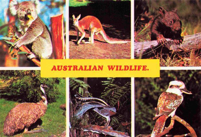 TIERE Animals Animaux Animales Animali-- Koala Kangaroo Emu Wombat Kooraburra Au