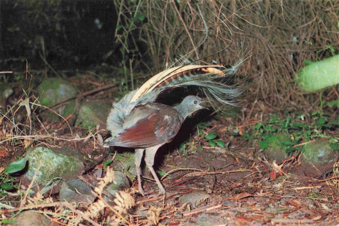 Voegel Birds Oiseaux The Lyrebird Australia