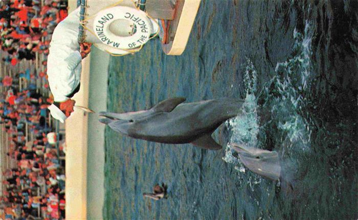 Delfine Delphine Dolphins Dauphins Delfines Marineland of the pacific California