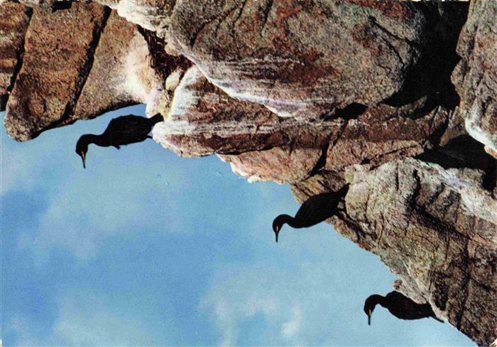 Voegel Birds Oiseaux Cormorans 
Kormorans Kormorane Cap Sizun