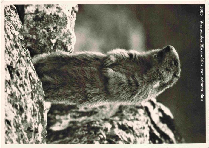 Murmeltier Warnendes vor seinem Bau