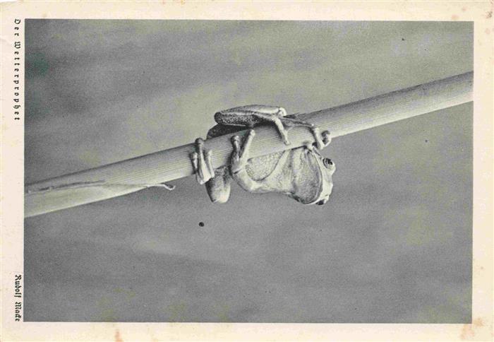 Froesche der Wetterprophet Rudolf Macke