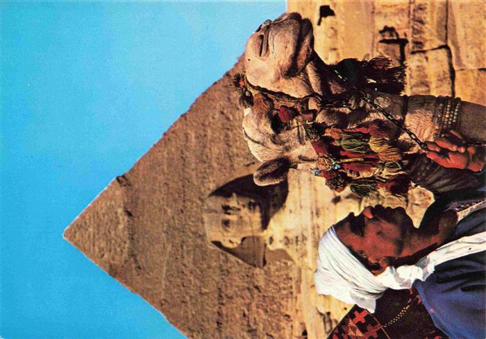 Kamele  Camel Chameau-- Sphinx Khafre Pyramiden Giza Egypt
