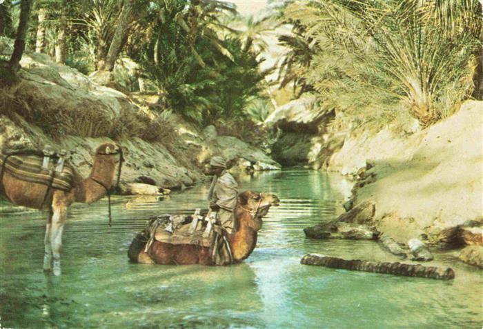 Kamele  Camel Chameau-- Tunisie Tunis Nefta L'oasis