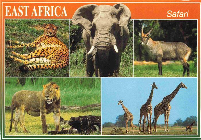 TIERE Animals Animaux Animales Animali-- Wildlife of africa Elefanten Loewe Gira