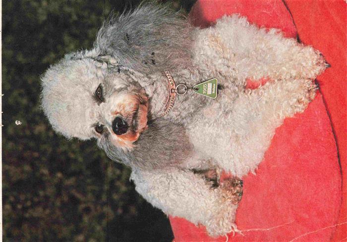 Hunde dogs chiens Silberpudel Halskette