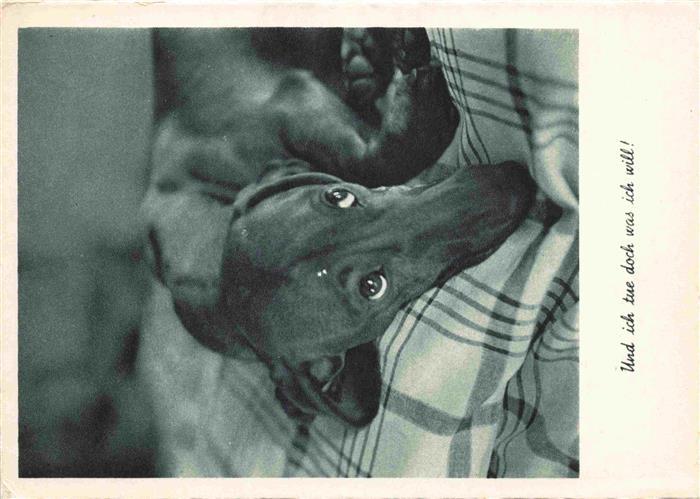 Dackel Dachshund Teckel Hunde dogs Chiens Cani August Gunkel Duesseldorf